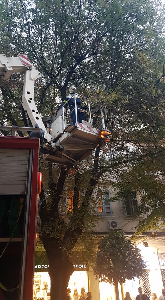 Η Πυροσβεστική Κέρκυρας έσωσε γατάκι που είχε ανέβει ψηλά σε δέντρο και δεν μπορούσε να κατέβει