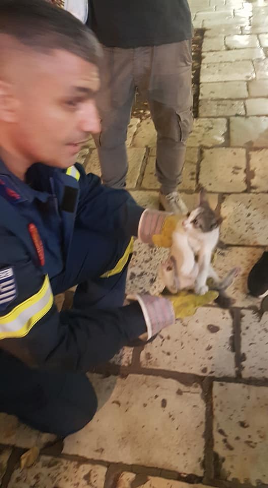 Η Πυροσβεστική Κέρκυρας έσωσε γατάκι που είχε ανέβει ψηλά σε δέντρο και δεν μπορούσε να κατέβει