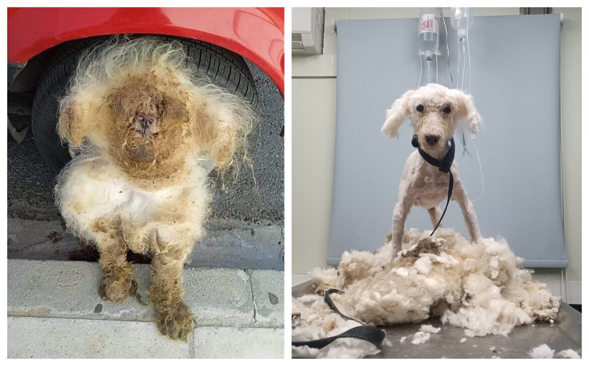 save a greek stray