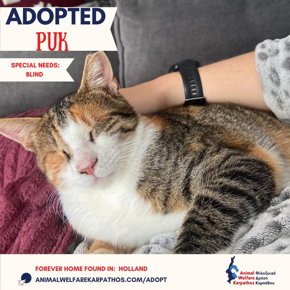 blind cat Karpathos