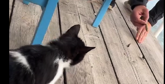 γάτα κακοποίηση