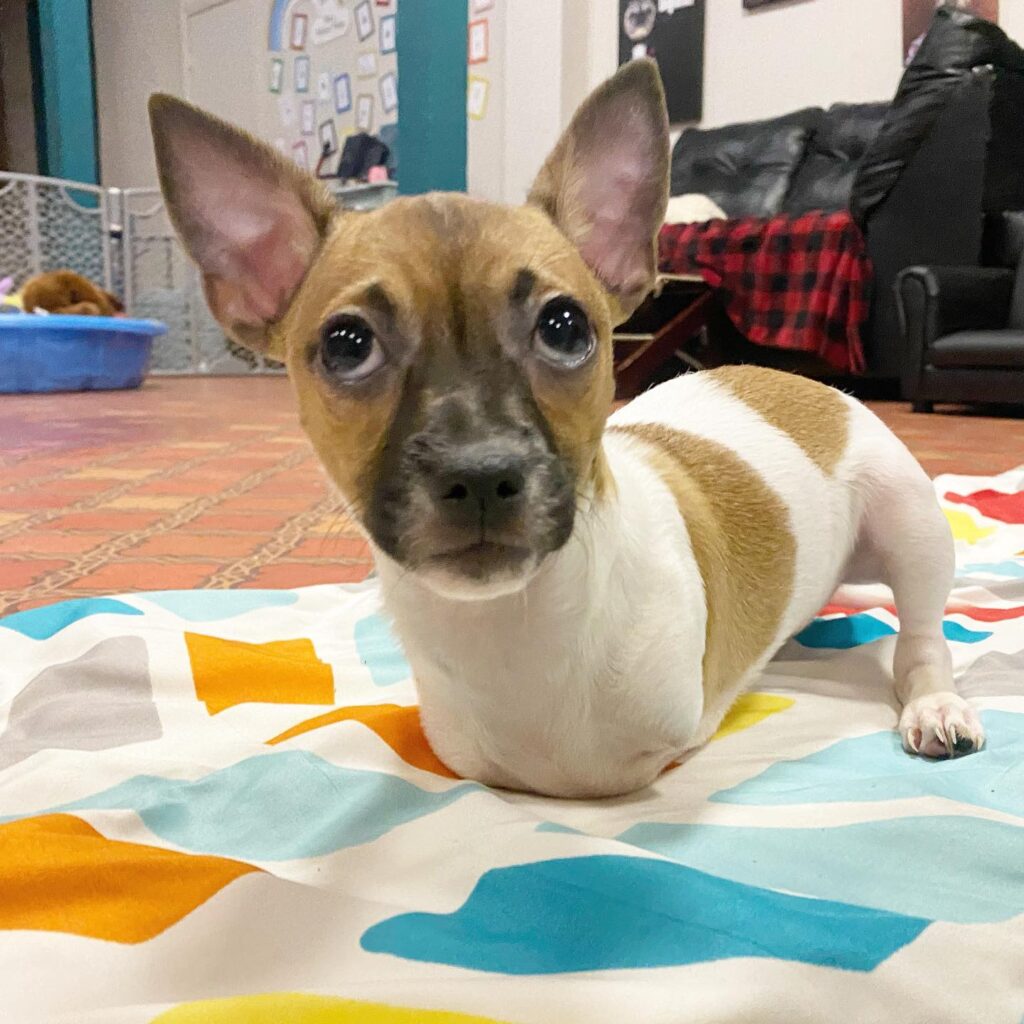 dog without front legs