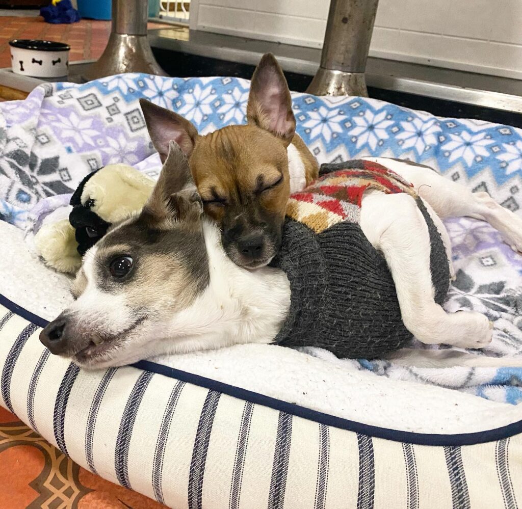 dog without front legs