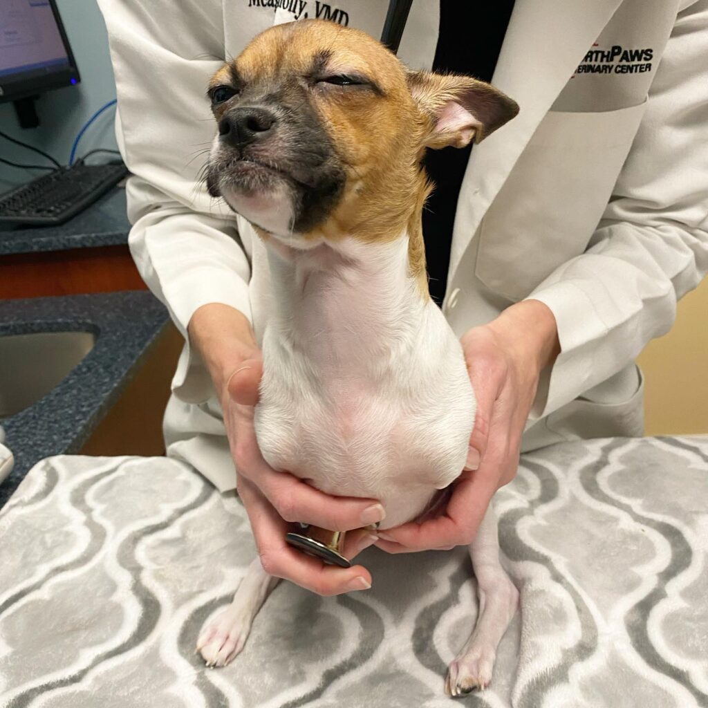 dog without front legs