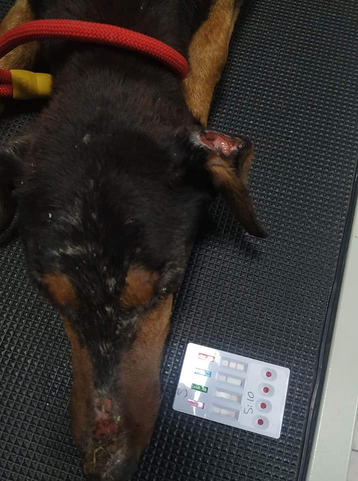 κακοποιημένος σκύλος Ξάνθη