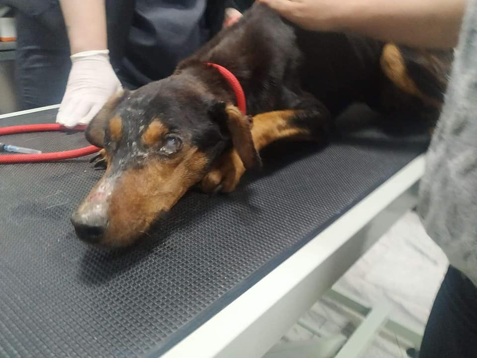 κακοποιημένος σκύλος Ξάνθη