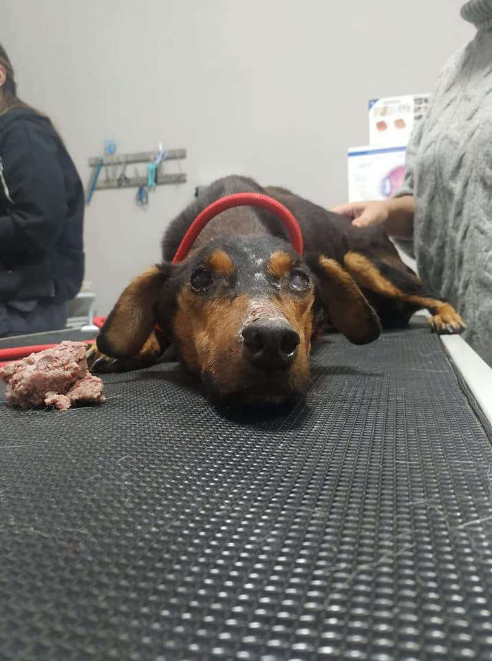 κακοποιημένος σκύλος Ξάνθη