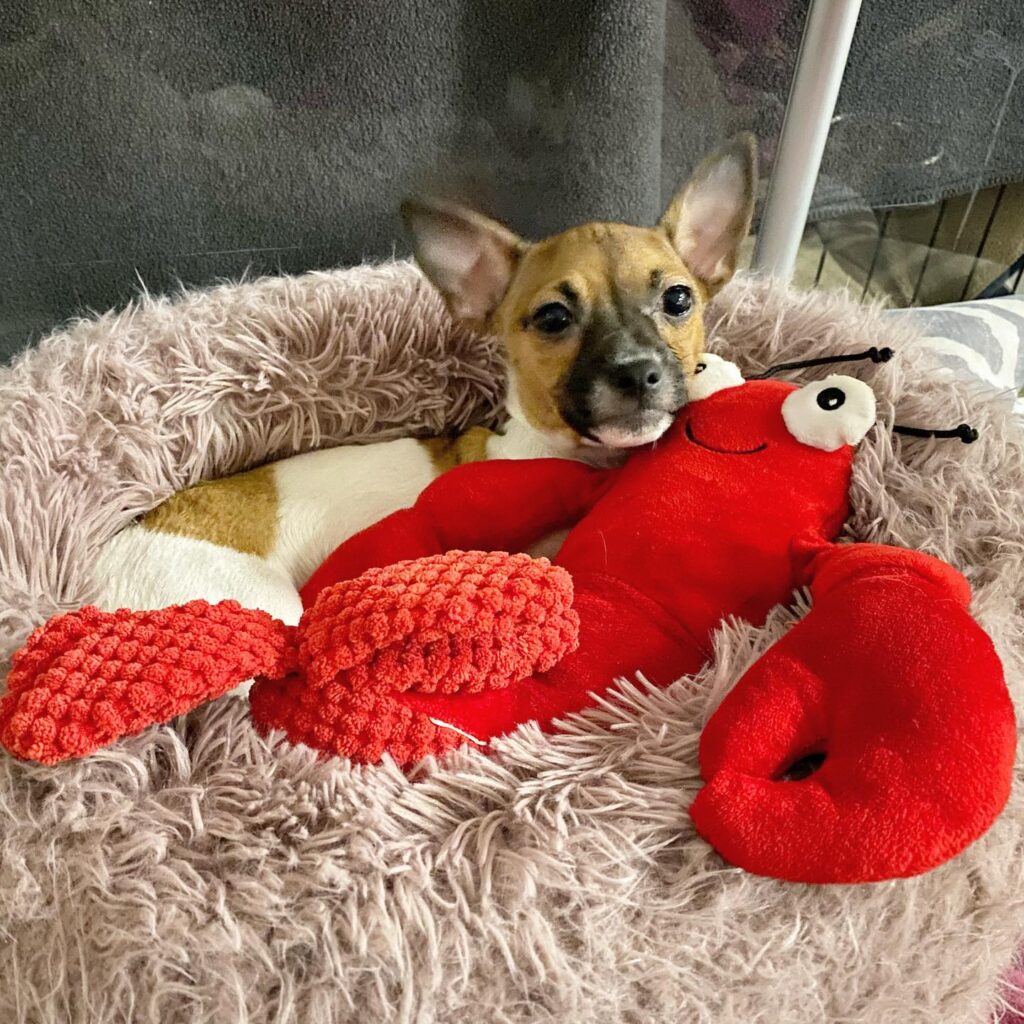 dog without front legs