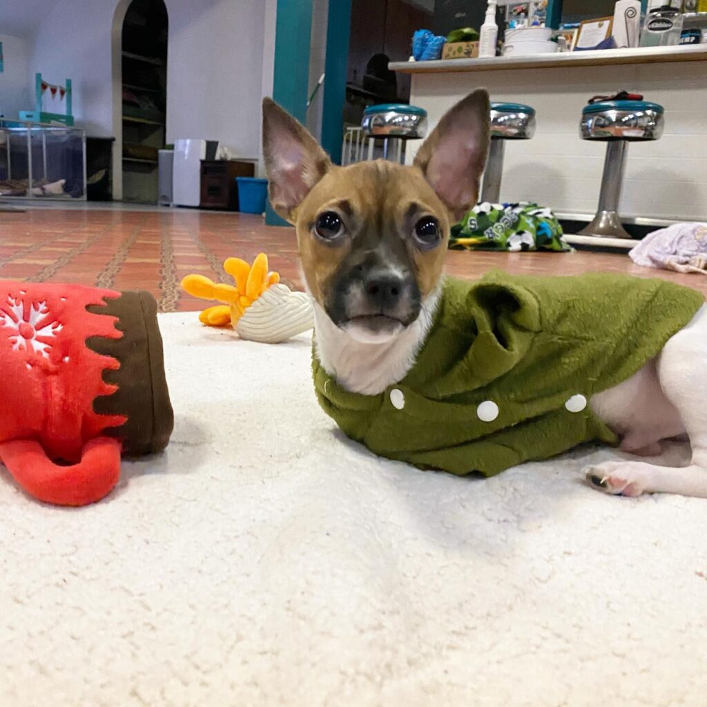 dog without front legs