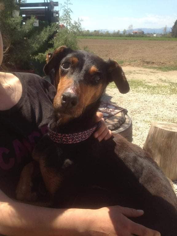 κακοποιημένος σκύλος Ξάνθη