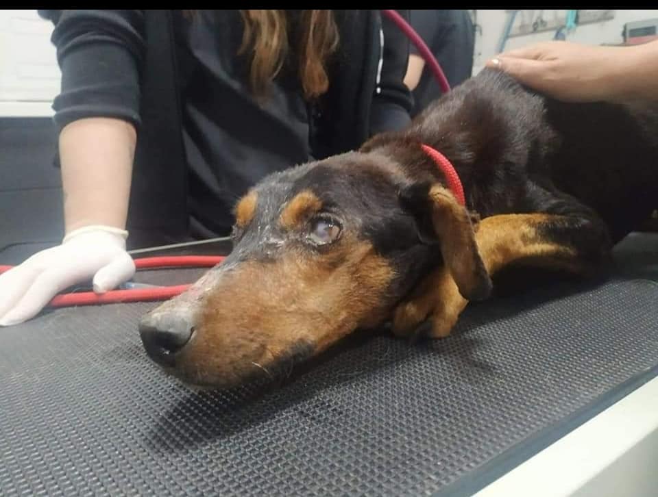 κακοποιημένος σκύλος Ξάνθη