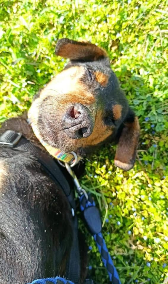 κακοποιημένος σκύλος Ξάνθη