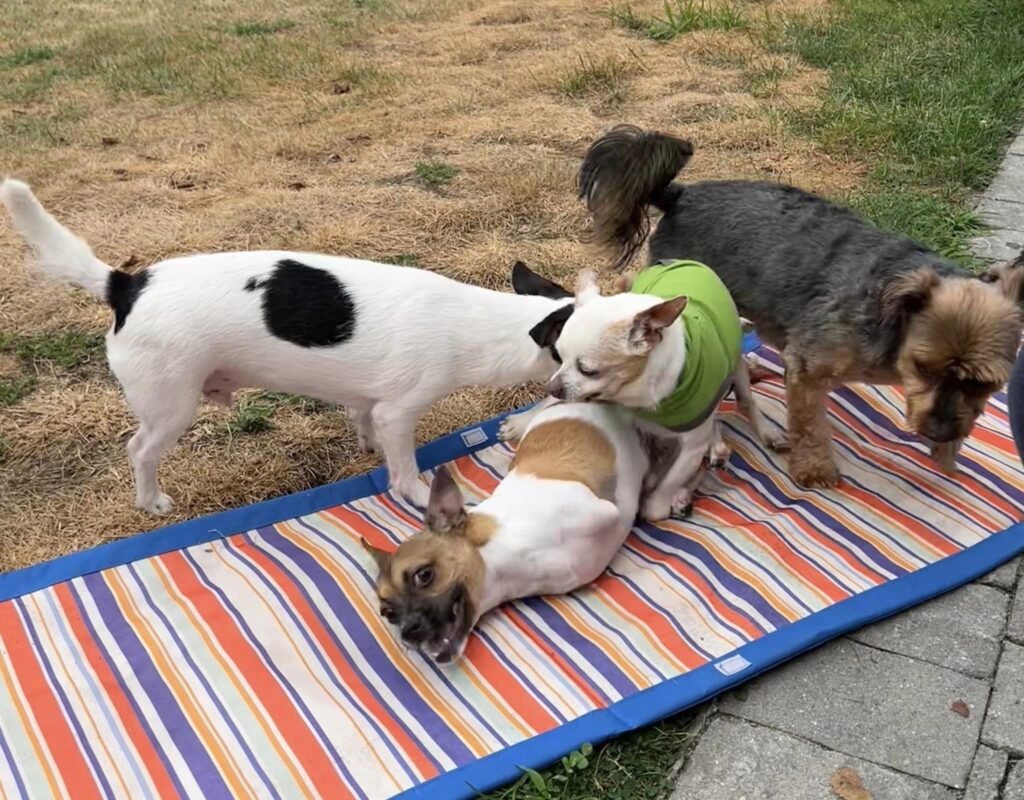 dog without front legs