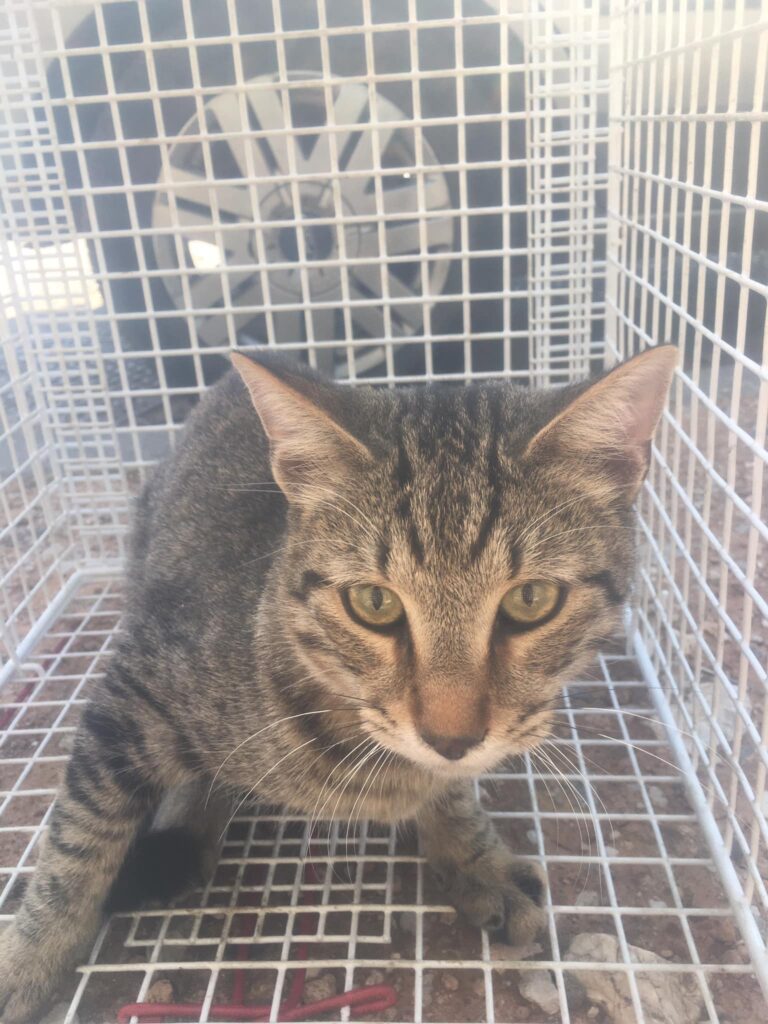 διάσωση γάτας