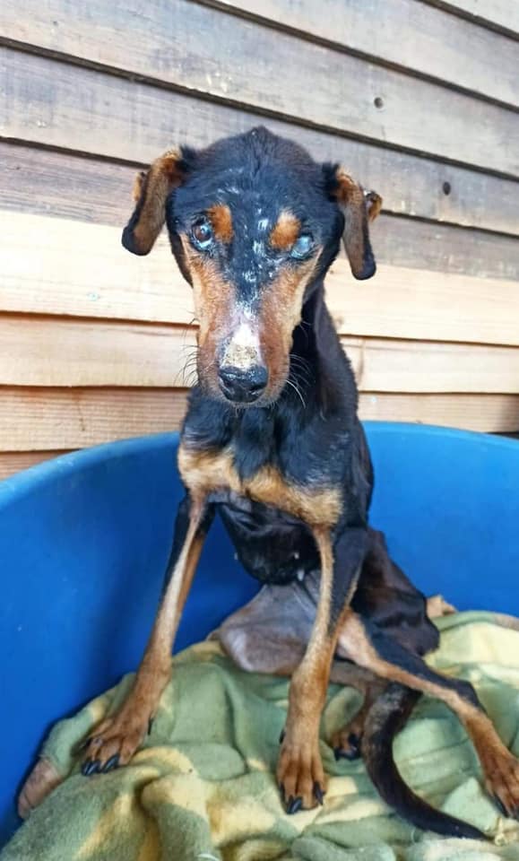 κακοποιημένος σκύλος Ξάνθη