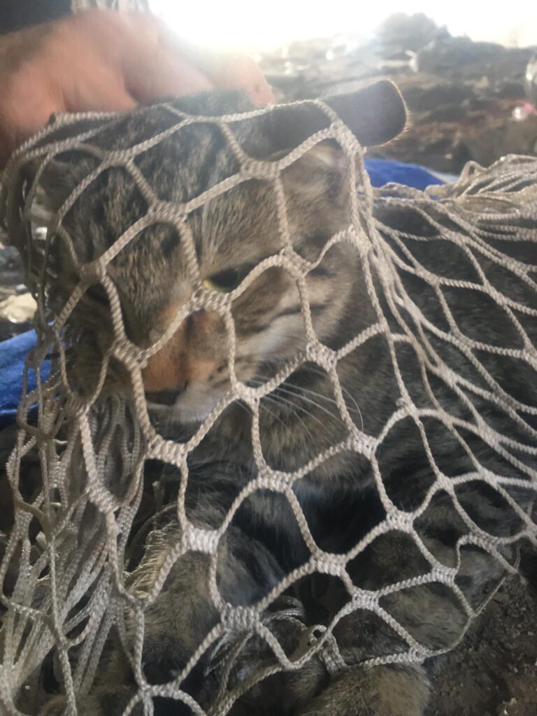 διάσωση γάτας