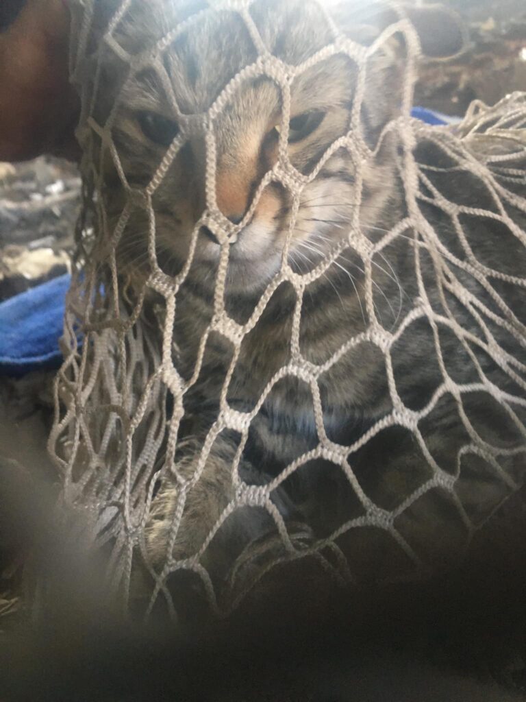 διάσωση γάτας