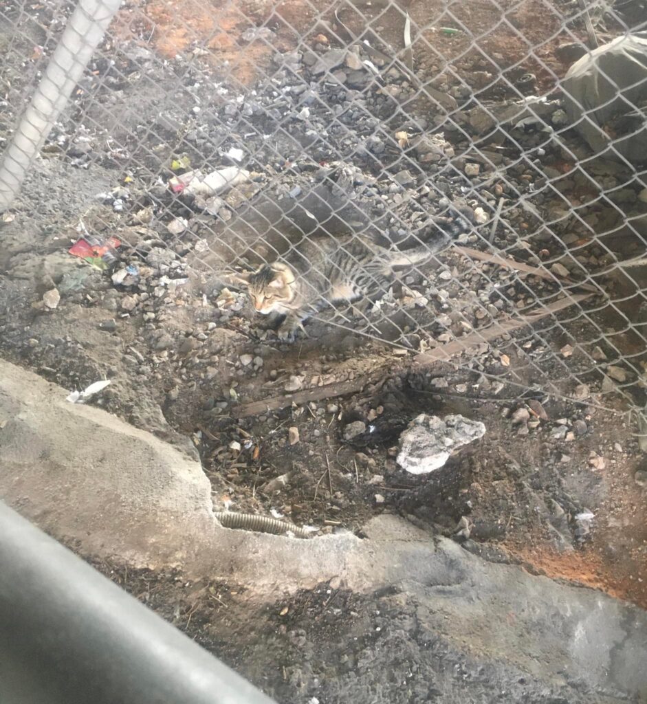 διάσωση γάτας