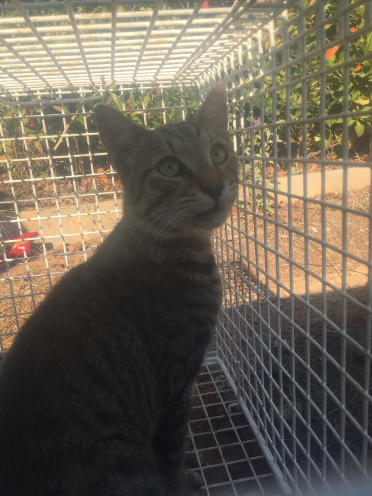 διάσωση γάτας