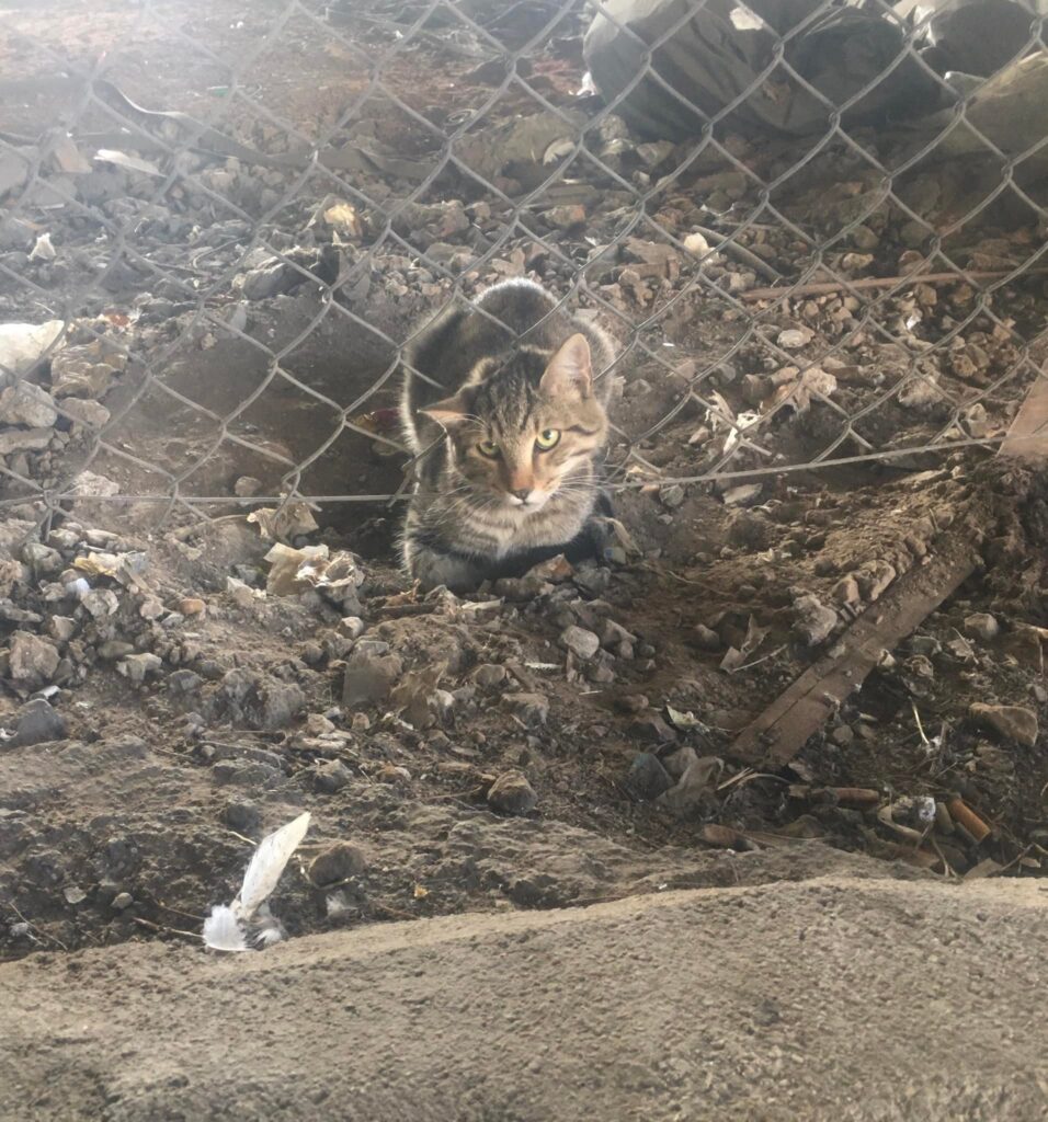 διάσωση γάτας