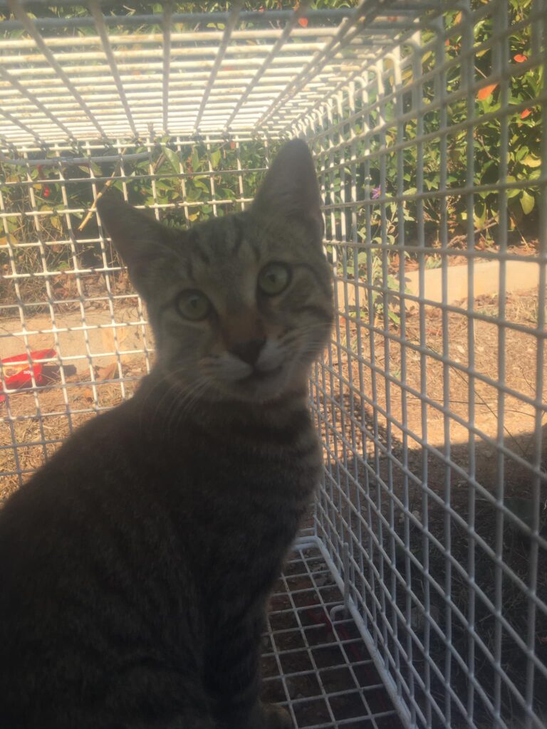 διάσωση γάτας