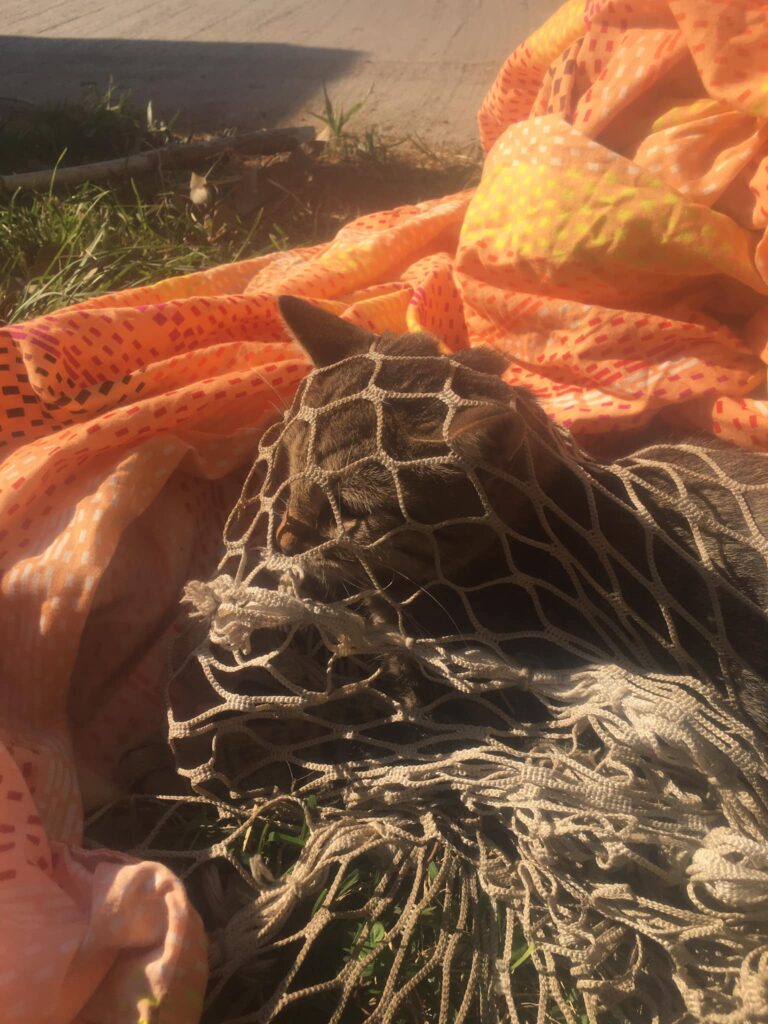 διάσωση γάτας