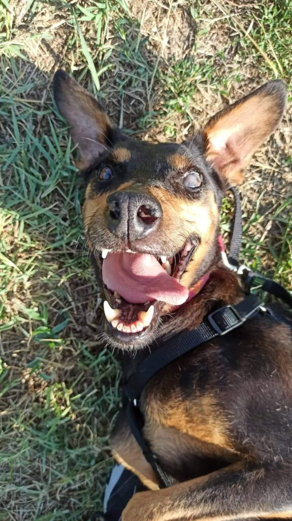 κακοποιημένος σκύλος Ξάνθη