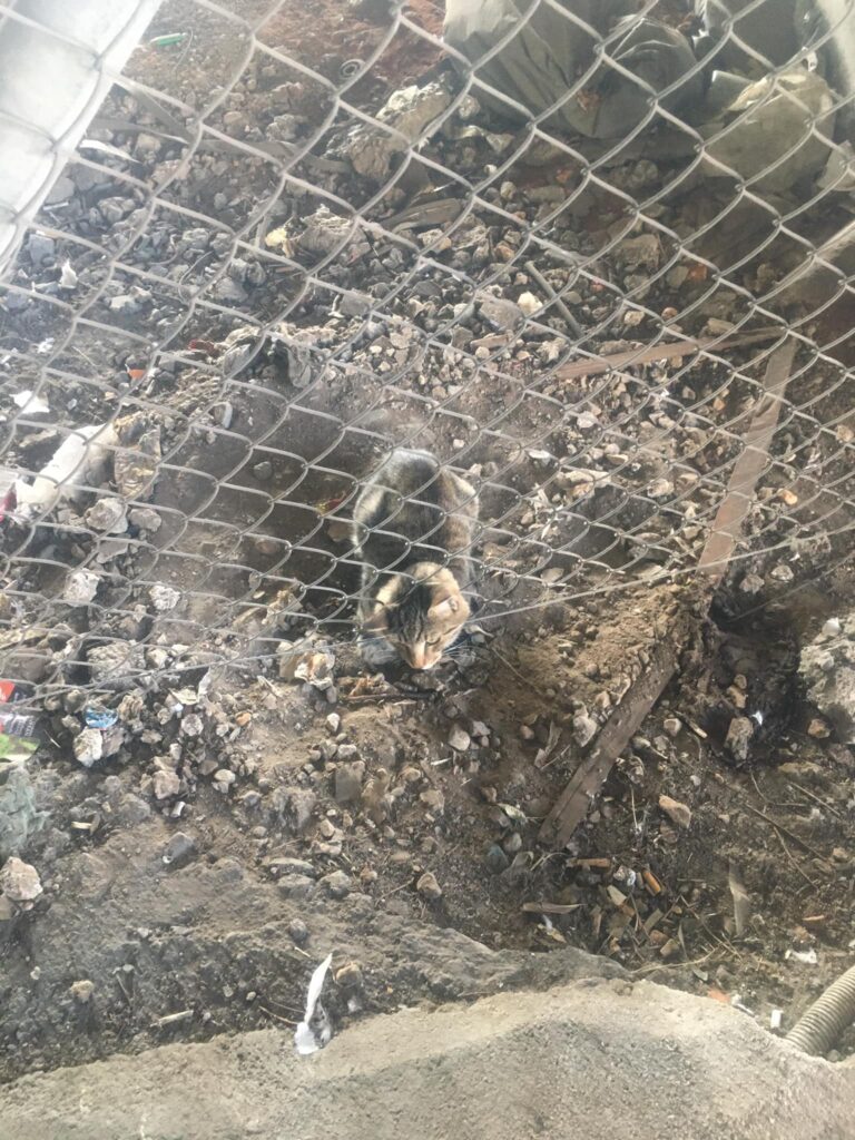 διάσωση γάτας