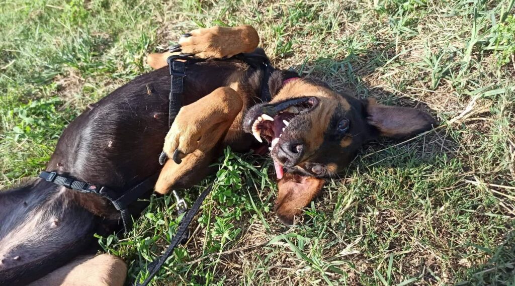 κακοποιημένος σκύλος Ξάνθη