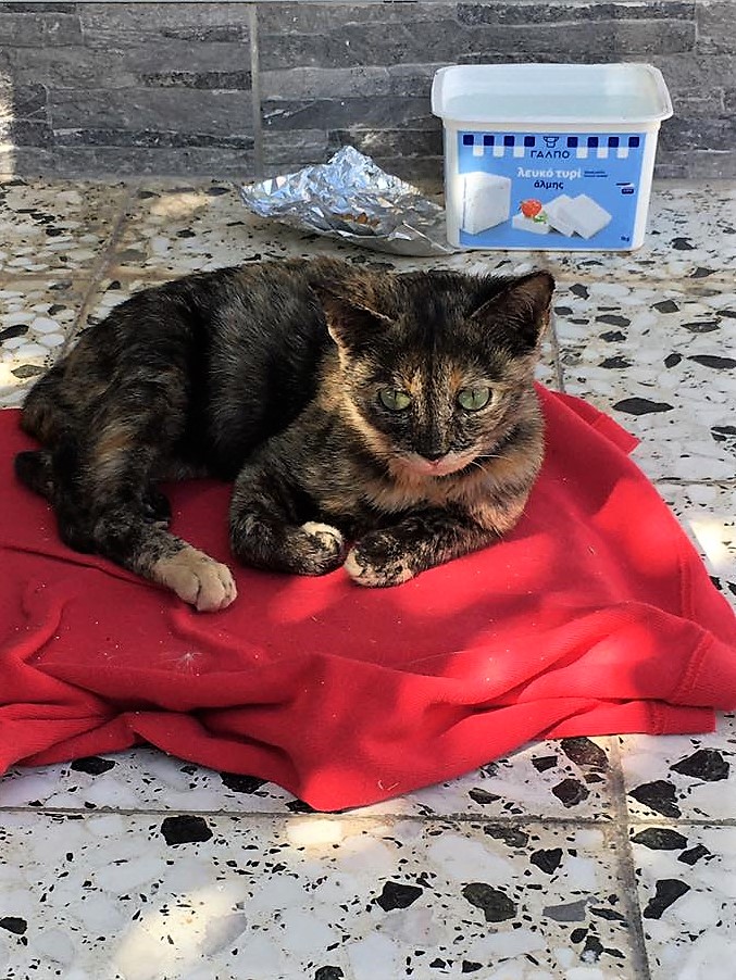 γατάκι υιοθεσία