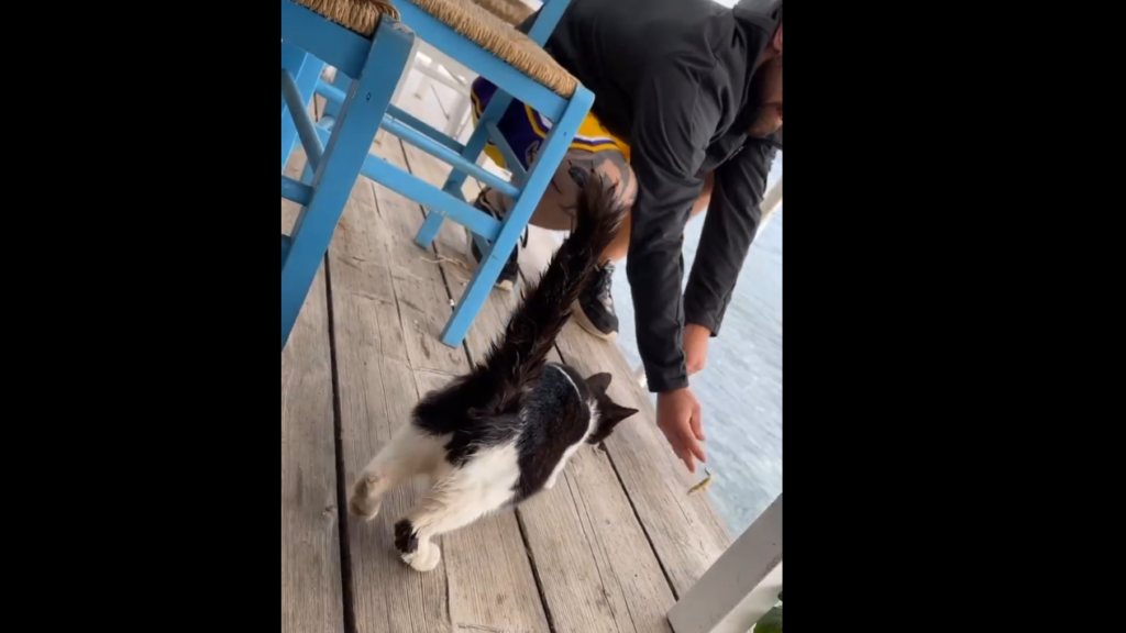 γάτα κακοποίηση