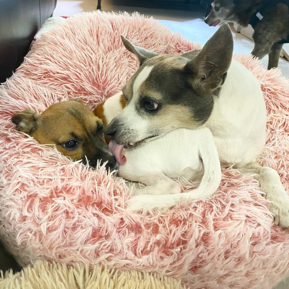 dog without front legs