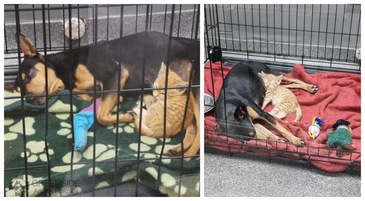 cat and dog
