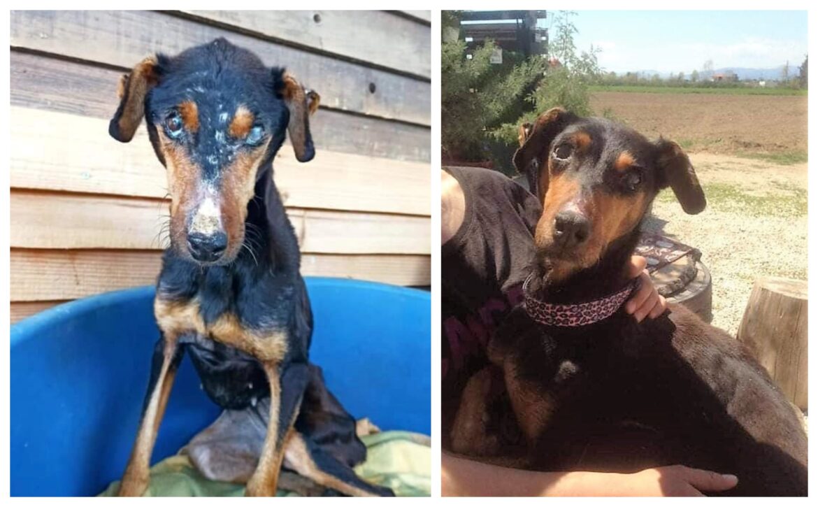 κακοποιημένος σκύλος