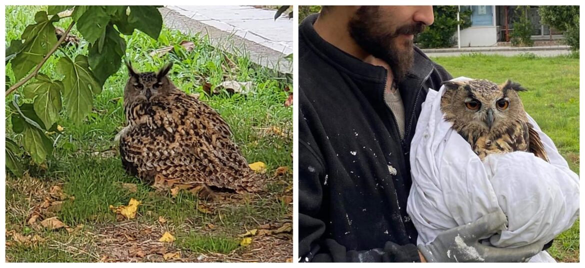 διάσωση μπούφος