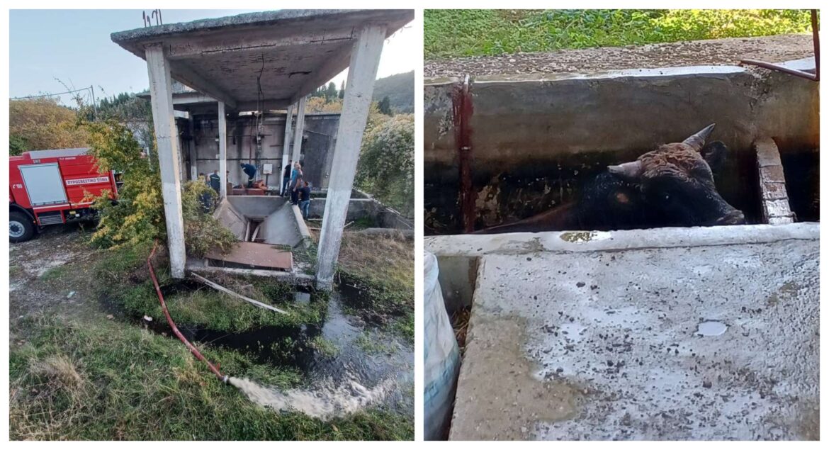 διάσωση μοσχάρι