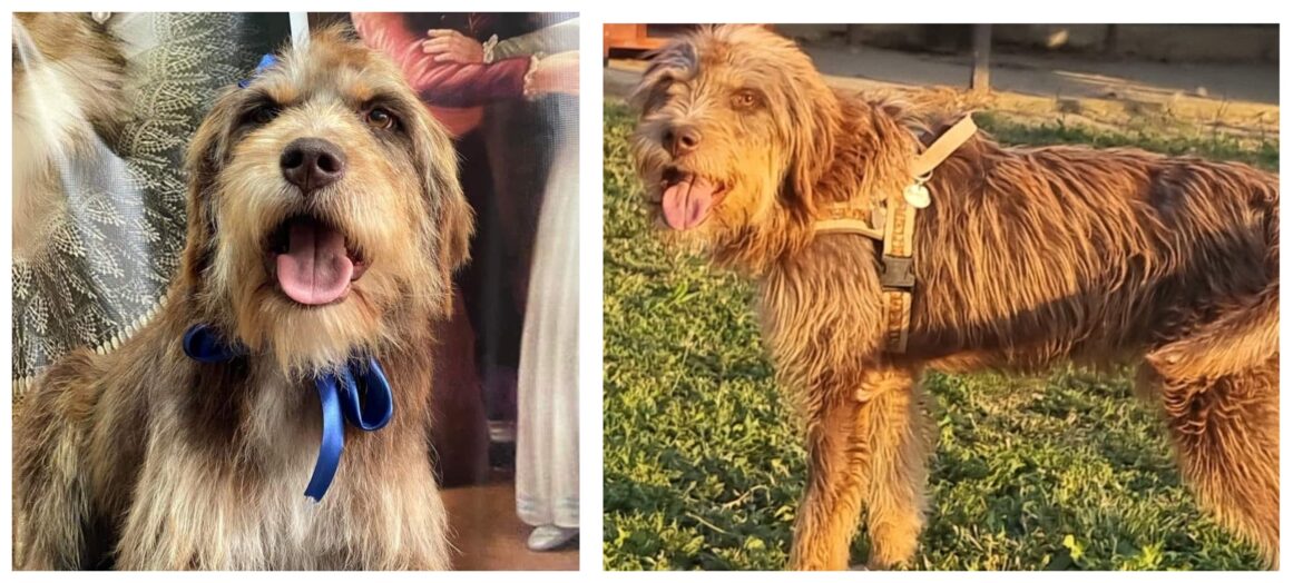 υιοθεσία αδέσποτο καταφύγιο Σέρρες