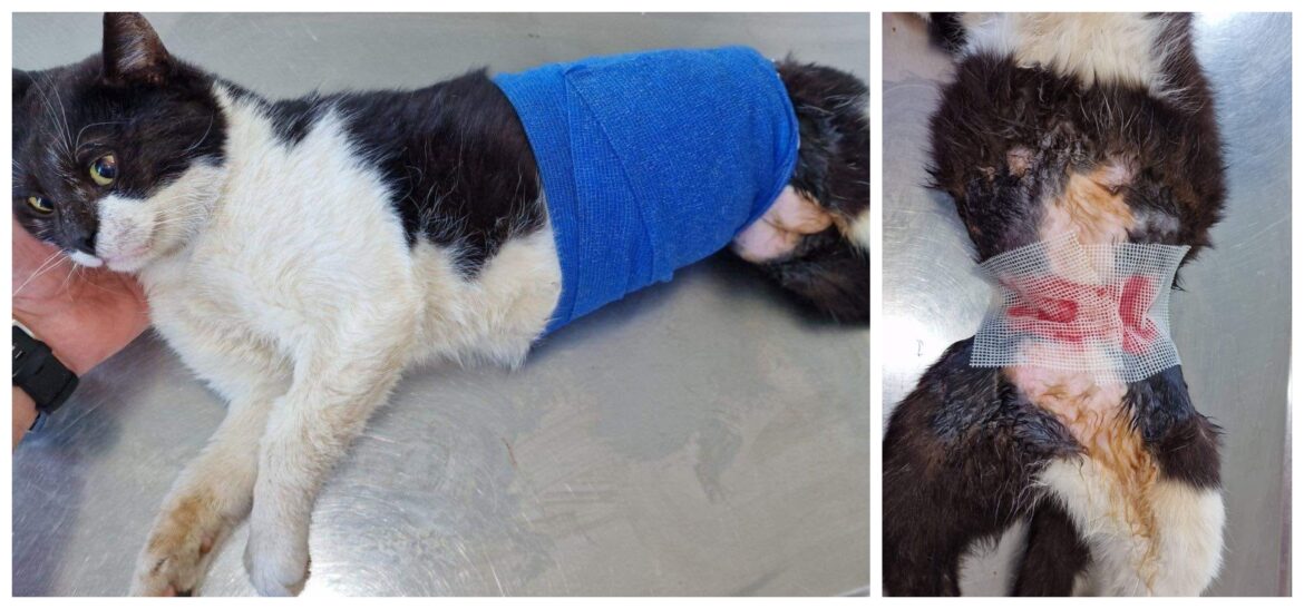 γάτος Λιτόχωρο