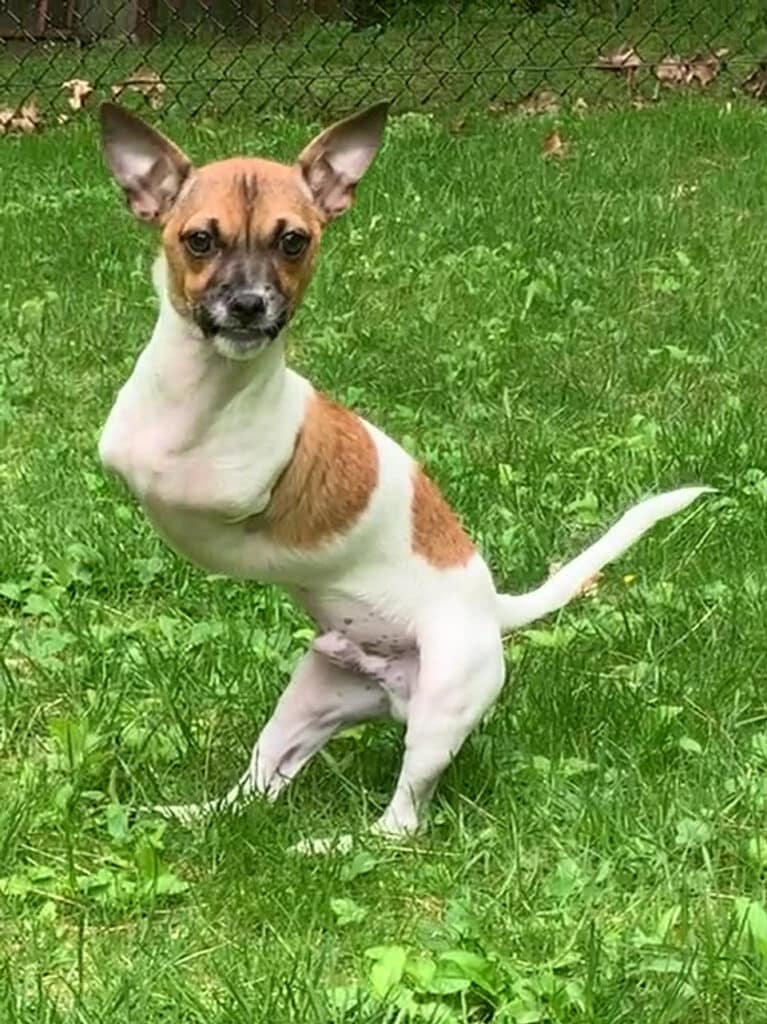 dog without front legs