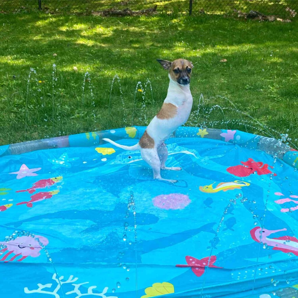 dog without front legs