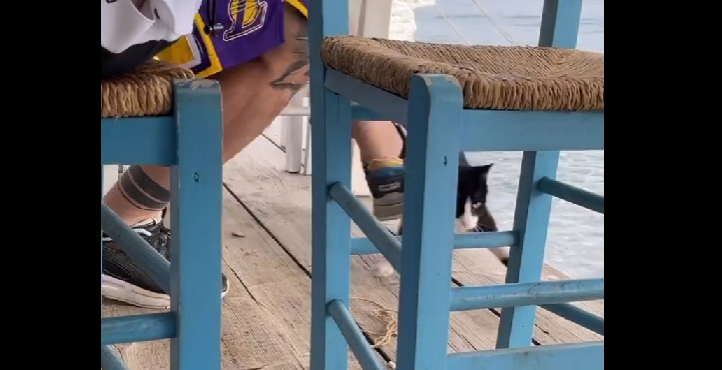 γάτα κακοποίηση