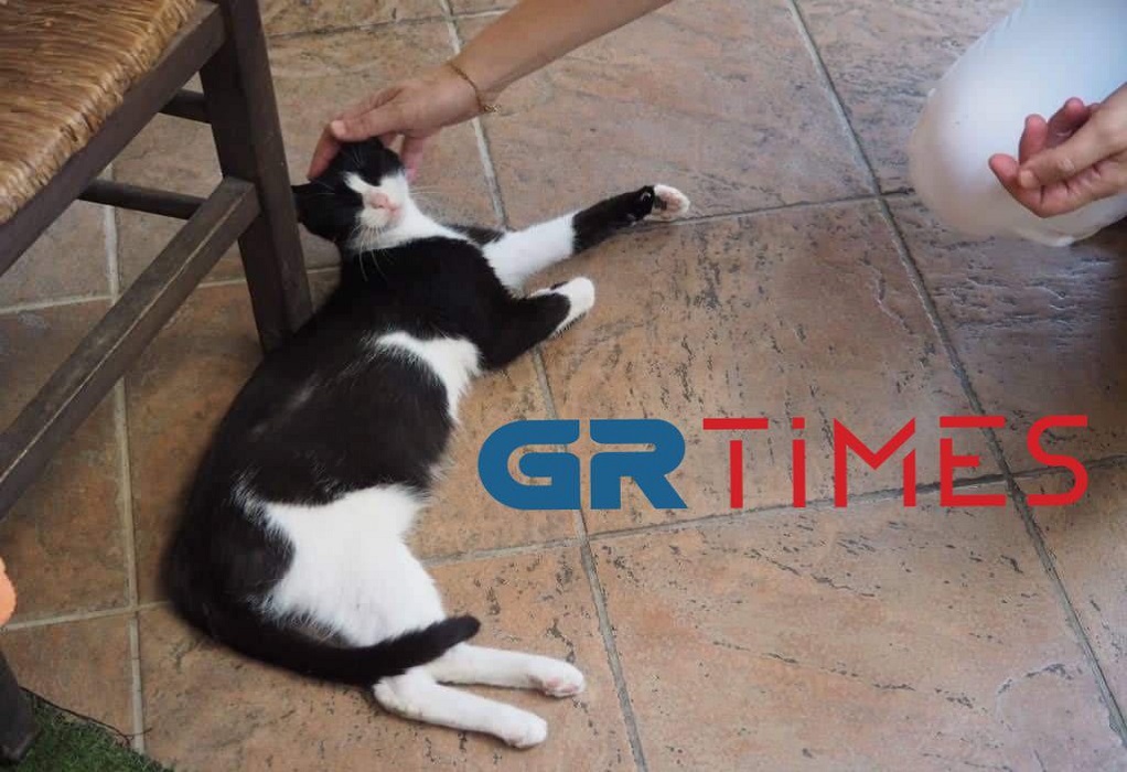 γάτα κακοποίηση