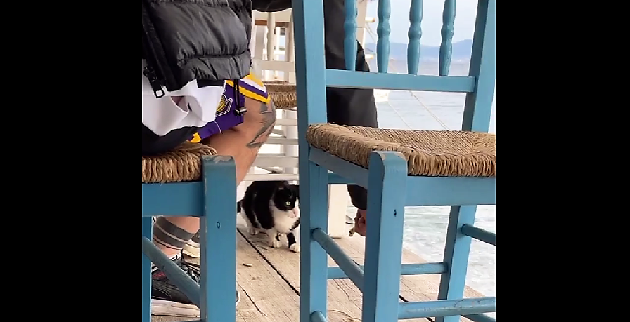 γάτα κακοποίηση