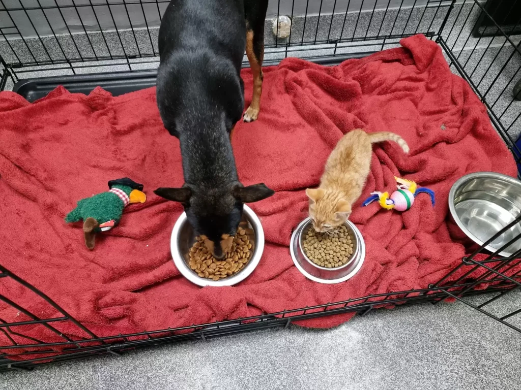 cat and dog
