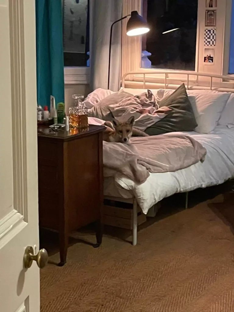 αλεπού Αγγλία