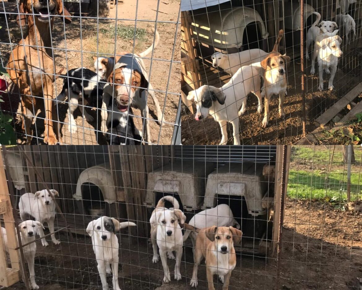 κυνοκομείο Ναύπακτος