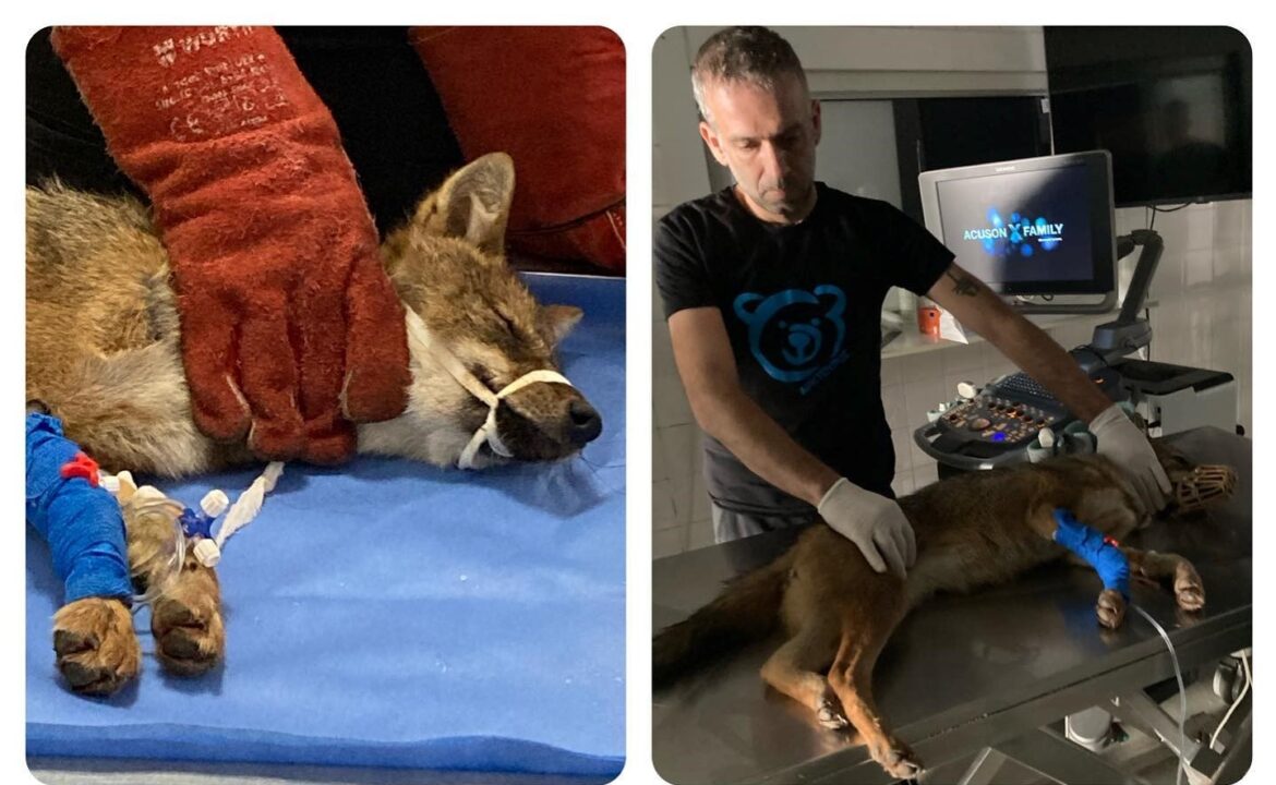 τσακάλι τροχαίο