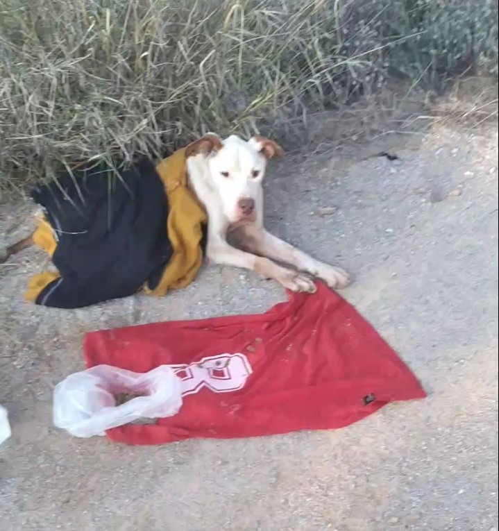 εγκατάλειψη σκύλου