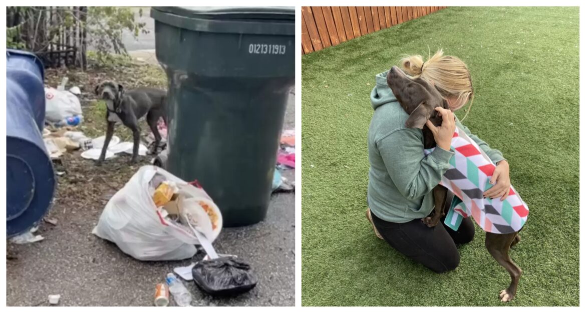 διάσωση σκύλου