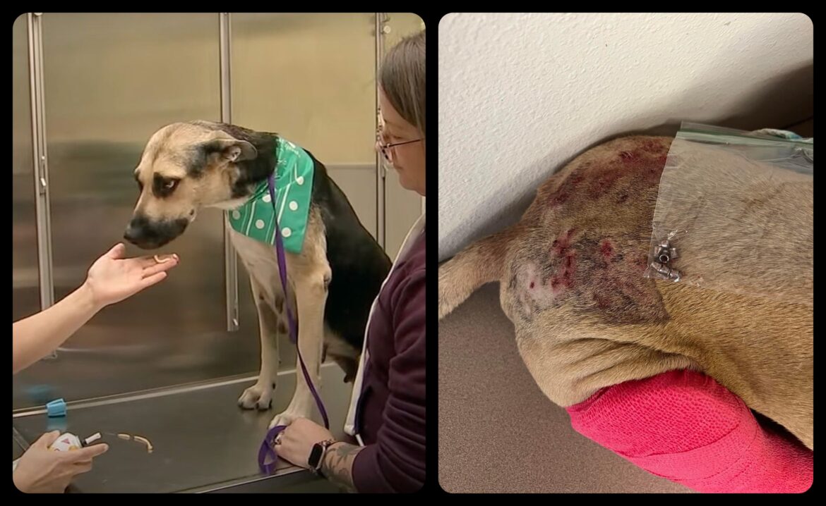 κακοποιημένος σκύλος